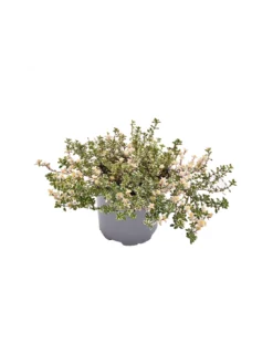 TIMO 'FOXLEY' Diametro Vaso 14 Cm