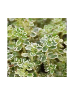 TIMO 'LADY D' Diametro Vaso 14 Cm -Vendite Forniture Da Giardino timo lady d diametro vaso 14 cm 1