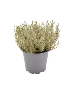 TIMO 'SILVER QUEEN' Diametro Vaso 14 Cm