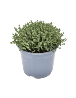 TIMO 'VULGARIS' Diametro Vaso 19 Cm