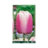 TULIPA "OLLIOULES" (darwin Hybrid) 10 BULBI