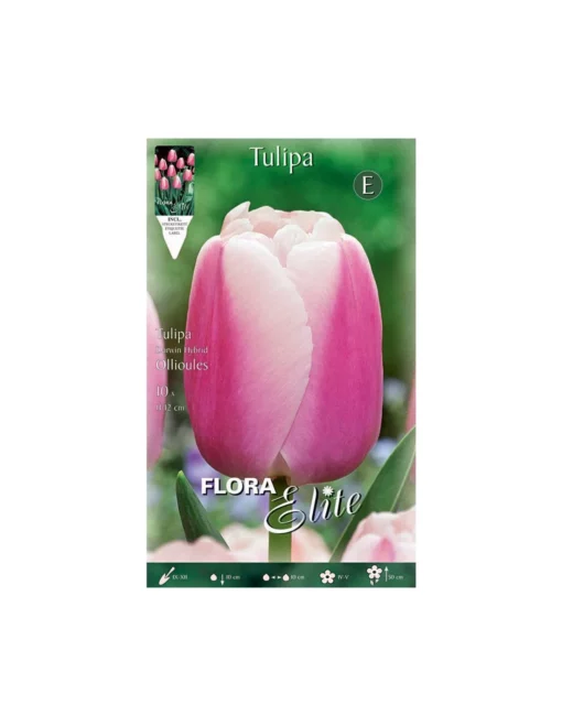 TULIPA "OLLIOULES" (darwin Hybrid) 10 BULBI -Vendite Forniture Da Giardino tulipa ollioules darwin hybrid 10 bulbi