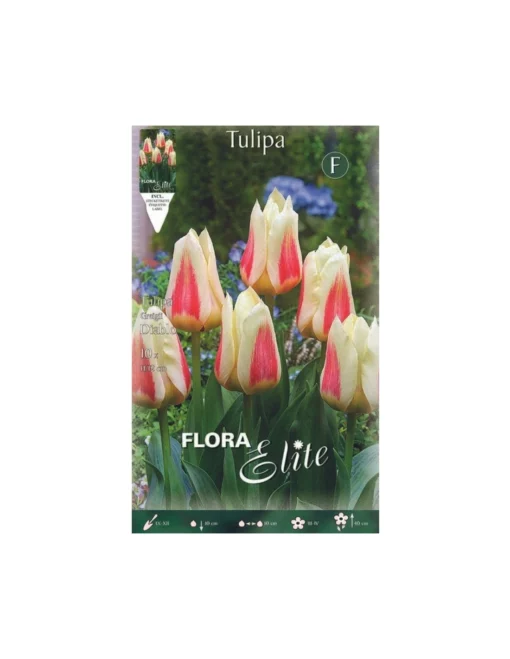 TULIPANO "DIABLO" (greigii) 10 BULBI -Vendite Forniture Da Giardino tulipano diablo greigii 10 bulbi