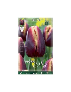 TULIPANO "DOBERMAN" (triumph) 10 BULBI