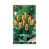 TULIPANO "GIUSEPPE VERDI" (kaufmanniana) 10 BULBI