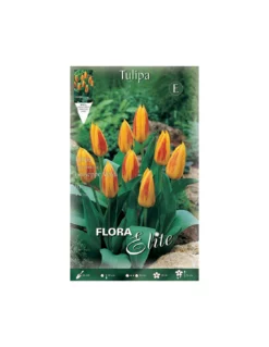 TULIPANO "GIUSEPPE VERDI" (kaufmanniana) 10 BULBI