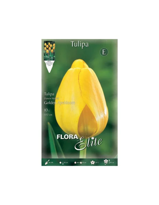 TULIPANO "GOLDEN APELDOORN" (darwin Hybrid) 10 BULBI -Vendite Forniture Da Giardino tulipano golden apeldoorn darwin hybrid 10 bulbi