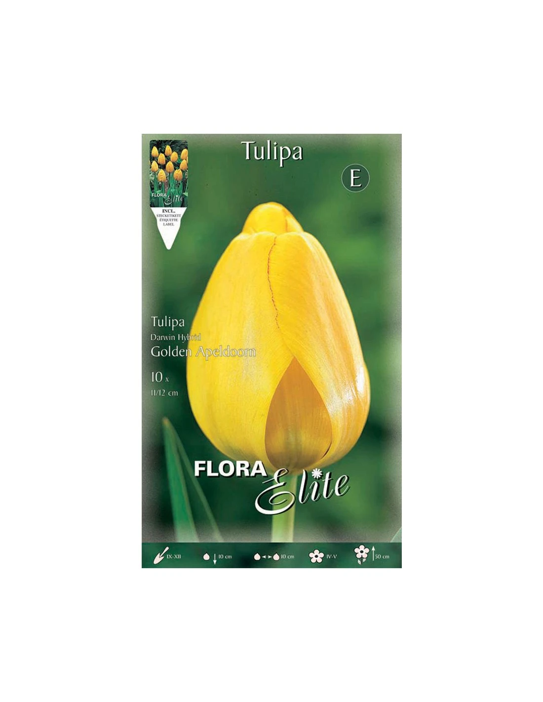 TULIPANO "GOLDEN APELDOORN" (darwin Hybrid) 10 BULBI 1 TULIPANO "GOLDEN APELDOORN" (darwin Hybrid) 10 BULBI