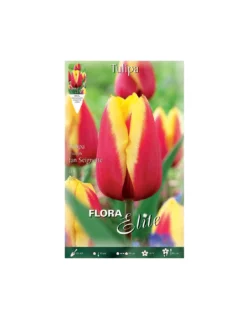 TULIPANO "JAN SEIGNETTE" (triumph) 10 BULBI
