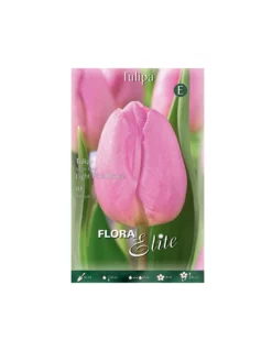 TULIPANO "LIGHT PINK PRINCE" (single Early) 10 BULBI