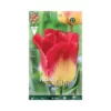 TULIPANO "MATCH" (triumph) 5 BULBI