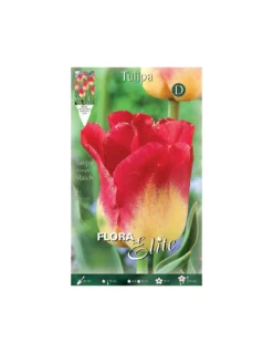 TULIPANO "MATCH" (triumph) 5 BULBI
