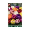 TULIPANO "MIXED" (double) 10 BULBI