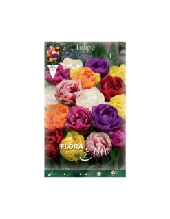 TULIPANO "MIXED" (double) 10 BULBI
