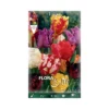 TULIPANO "MIXED" (parrot) 10 BULBI