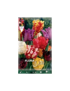 TULIPANO "MIXED" (parrot) 10 BULBI