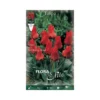 TULIPANO "RED RIDING HOOD" (greigii) 10 BULBI