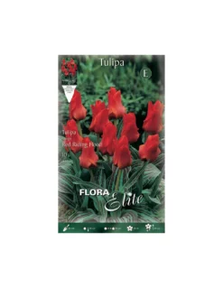 TULIPANO "RED RIDING HOOD" (greigii) 10 BULBI