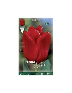 TULIPANO "SEADOV" (triumph) 10 BULBI