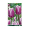 TULIPANO "SYNAEDA BLUE" (triumph) 10 BULBI