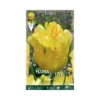 TULIPANO "TEXAS GOLD" (parrot) 10 BULBI