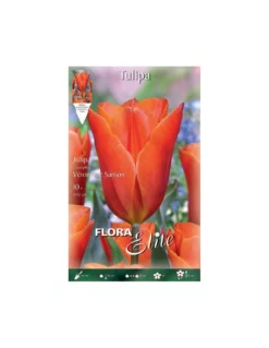 TULIPANO "VÉRONIQUE SANSON" (triumph) 10 BULBI