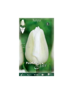 TULIPANO "WHITE PRINCE" (single Early) 10 BULBI