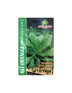 VALERIANA D'OLANDA A SEME GROSSO GR.50