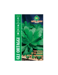 VALERIANA D'OLANDA A SEME GROSSO MAXI