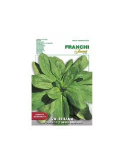 VALERIANA D'OLANDA S.G.