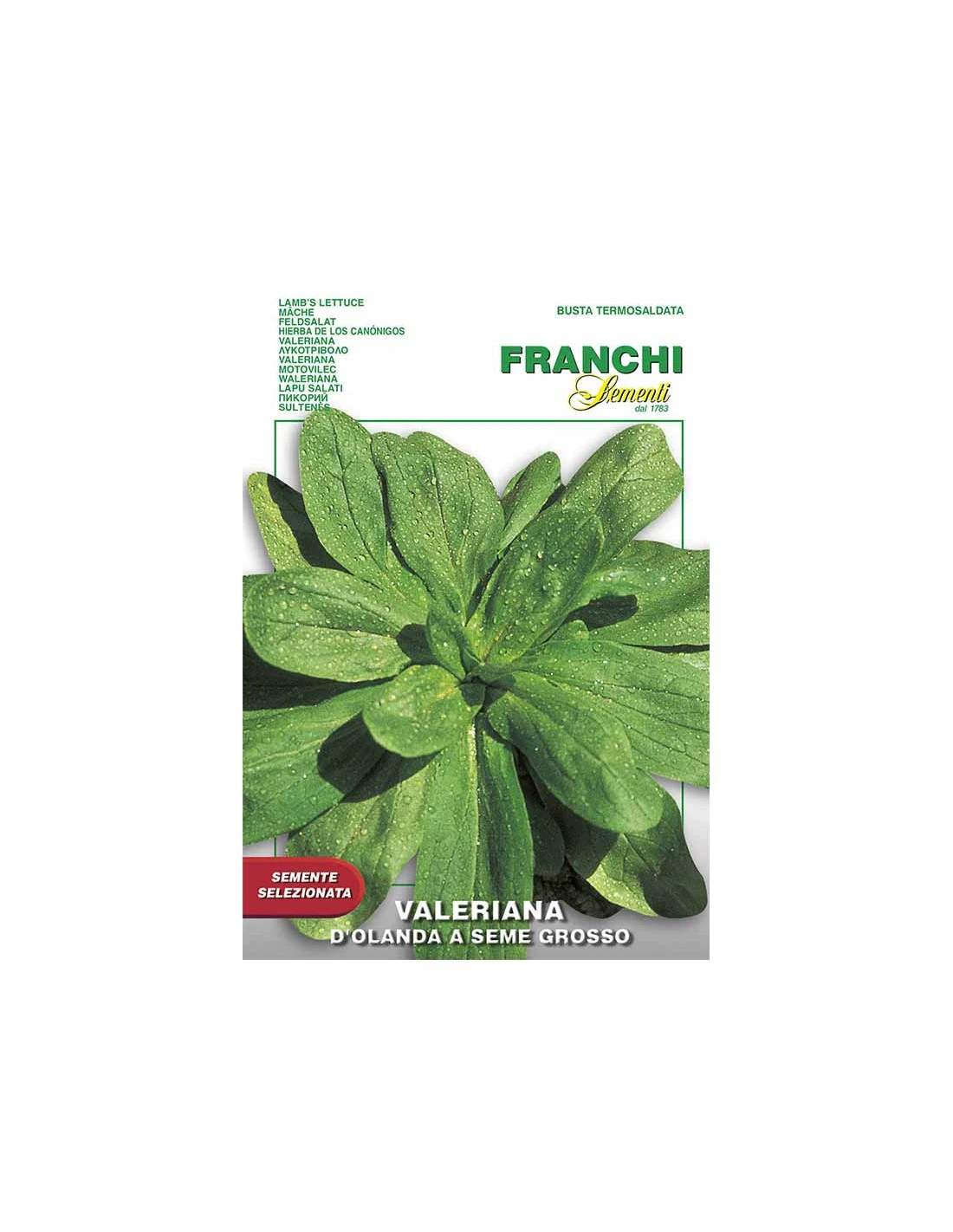 VALERIANA D'OLANDA S.G. 1 VALERIANA D'OLANDA S.G.