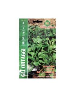 VALERIANA VERTE CAMBRAI MAXI