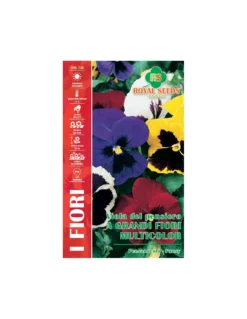 VIOLA DEL PENSIERO A GR.FIORI MULTICOLOR