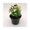 VIOLA RICADENTE MIX Diametro Vaso 14 Cm