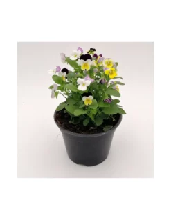 VIOLA RICADENTE MIX Diametro Vaso 14 Cm