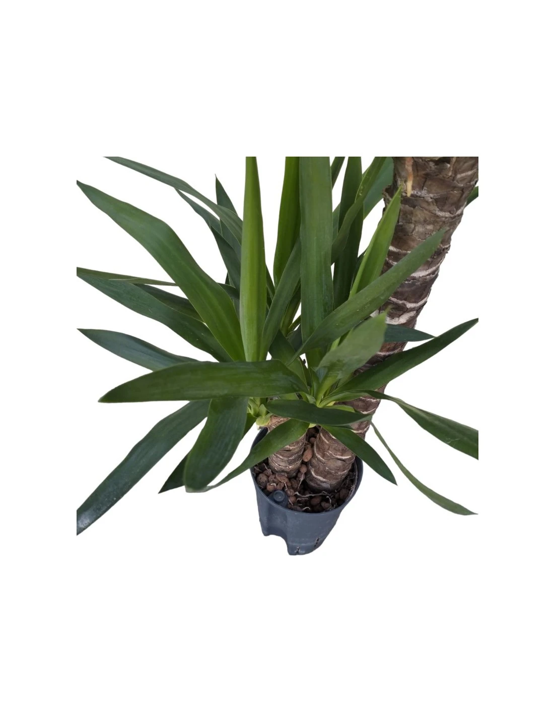 YUCCA ELEPHANTIPES 60-30, Diametro Vaso 15/19 Cm 2 YUCCA ELEPHANTIPES 60-30, Diametro Vaso 15/19 Cm - immagine 2