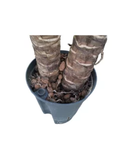 YUCCA ELEPHANTIPES 60-30, Diametro Vaso 15/19 Cm 5 YUCCA ELEPHANTIPES 60-30, Diametro Vaso 15/19 Cm -Vendite Forniture Da Giardino yucca elephantipes 60 30 diametro vaso 1519 cm 2