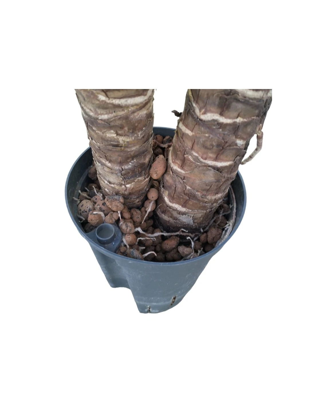 YUCCA ELEPHANTIPES 60-30, Diametro Vaso 15/19 Cm 3 YUCCA ELEPHANTIPES 60-30, Diametro Vaso 15/19 Cm - immagine 3