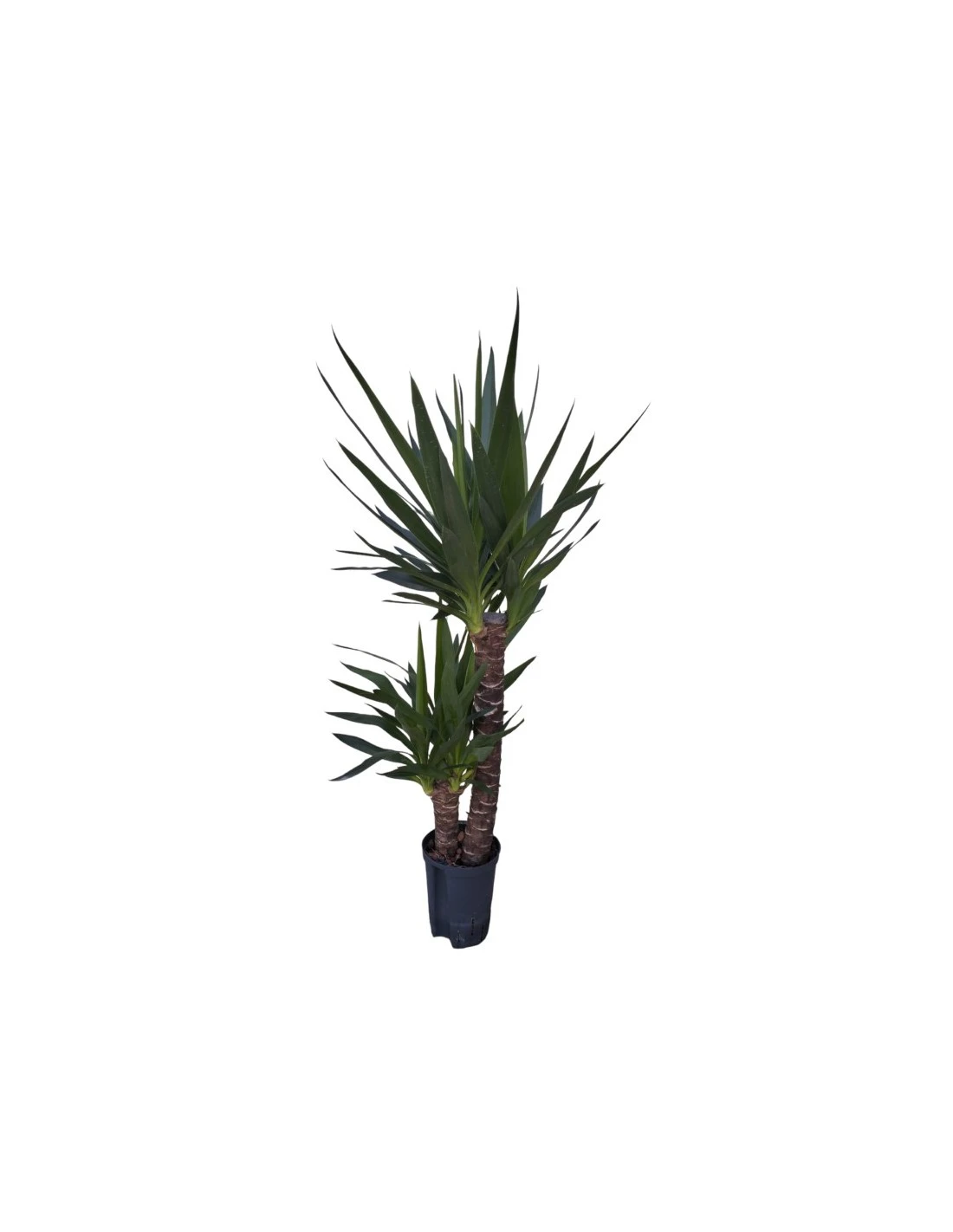 YUCCA ELEPHANTIPES 60-30, Diametro Vaso 15/19 Cm 1 YUCCA ELEPHANTIPES 60-30, Diametro Vaso 15/19 Cm