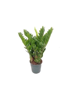 ZAMIOCULCAS ZAMIIFOLIA Dimensione Vaso 19 Cm -Vendite Forniture Da Giardino zamioculcas zamiifolia v 19 1