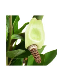 ZAMIOCULCAS ZAMIIFOLIA Diametro Vaso 21 Cm -Vendite Forniture Da Giardino zamioculcas zamiifolia v 21 2