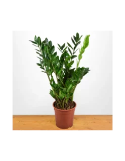 ZAMIOCULCAS ZAMIIFOLIA Diametro Vaso 21 Cm